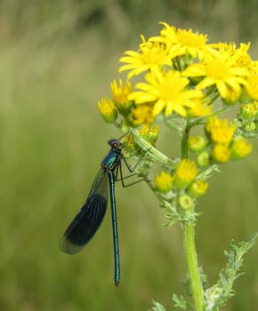 banded demoiselle
