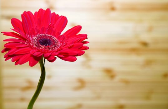 Gerbera flower on a light background wooden wall