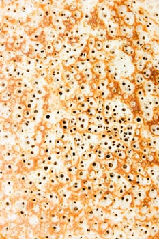 Yellow crispy pancake porous closeup. Texture baking