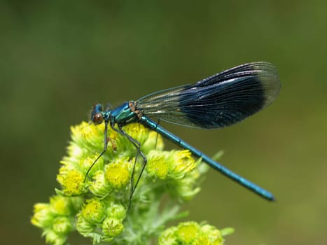 banded demoiselle - males