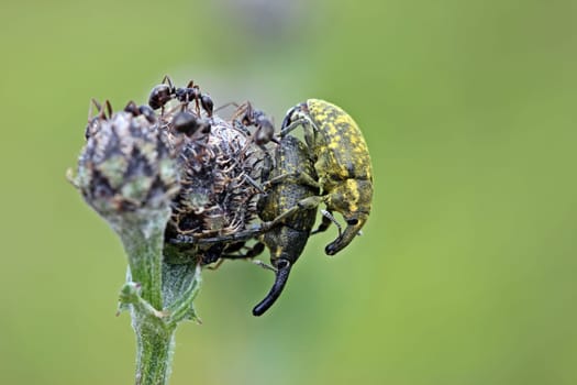 Weevil (Larinus sturnus) mating