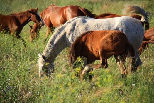 horse helping foal for eating grass and feeding it