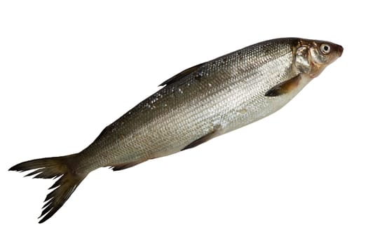 single fresh whitefish isolated on white background