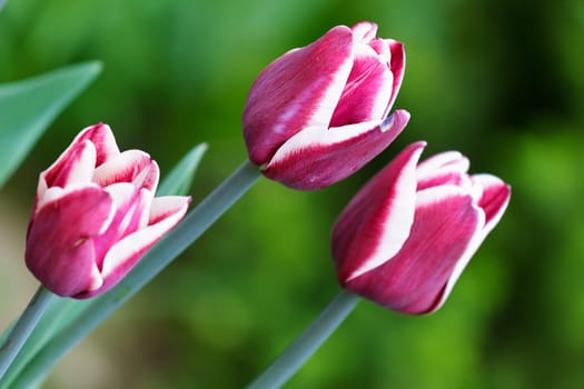 three beautiful spring flower tulip outdoors close-up