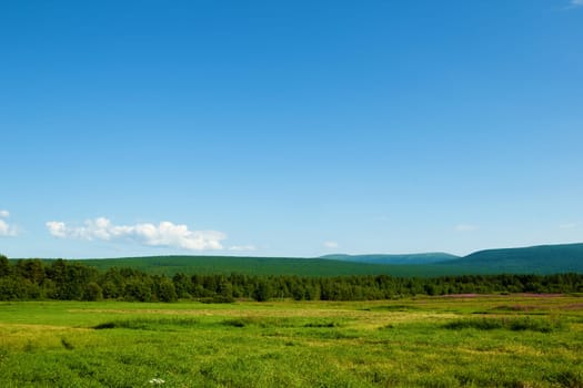 northern nature. landscape. A field with flowering willow-herb, hills, sky