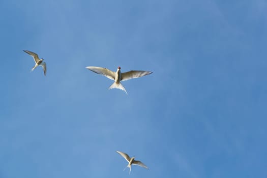 three Arctic terns in flight against a blue sky. bottom view