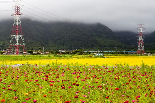 Paddy field in the morning for adv or others purpose use