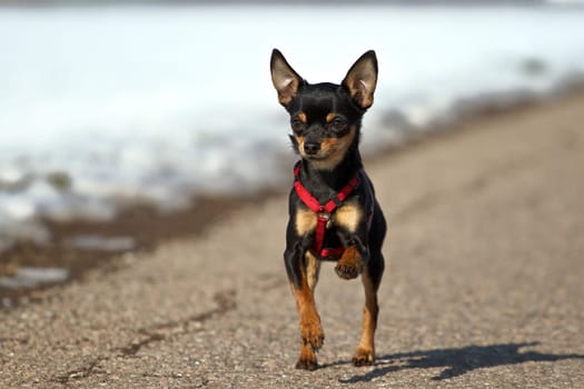 Little dwarf Pinscher with red chest harness at loose trots on a street