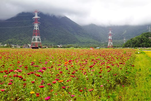 Paddy field in the morning for adv or others purpose use