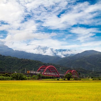 Paddy field in the morning for adv or others purpose use