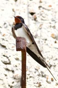 Hirundinidae - The swallow