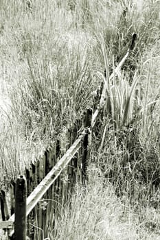 The photograph of a rusty rotten fence in a swamp landscape.
