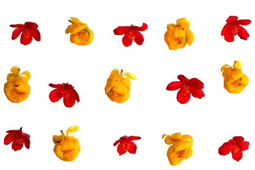 Flowers Isolated on White Background.