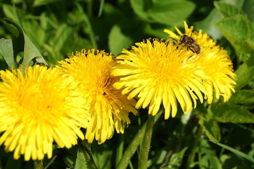Insect on a Loewenzahnblüte