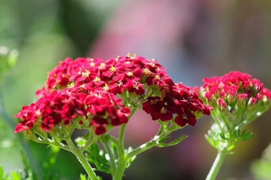 achillea