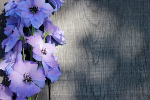 Delphinium - Larkspur on old wood