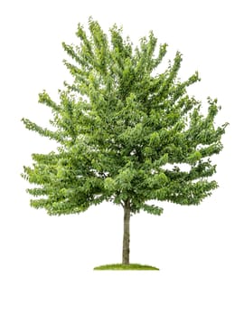detached cherry tree against white background