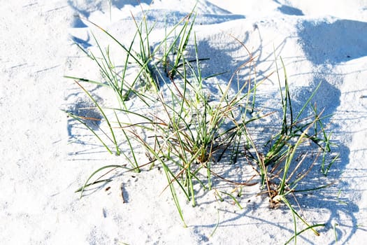 grass on fine sand dune