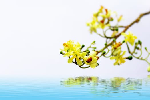 yellow  flower in bloom during spring