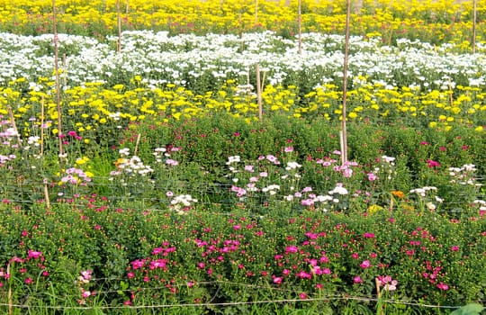 colorful spring flowers