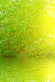 Green and Yellow Bamboo