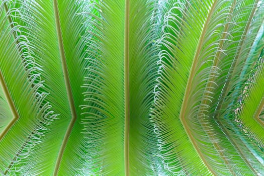tropical fern plant with new red leaves