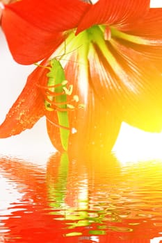 Macro photo of a grasshopper inside of a red lily