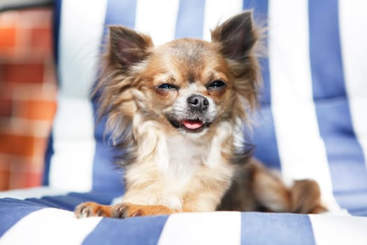 Little Chihuahua looks ahead