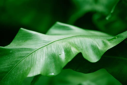 Palm leaf