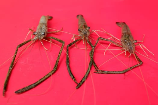 Fresh Shrimp
