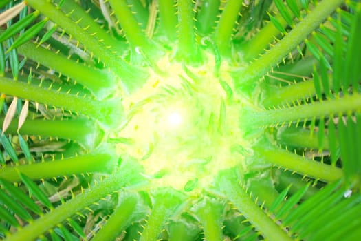 Green palm tree