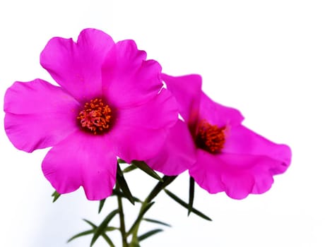 red flower with clipping path isolated on white background