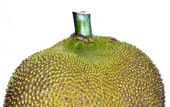 Green jack fruit on white background