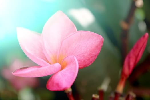 beautiful pink flowers in the garden