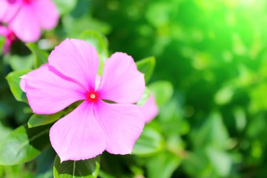 beautiful pink flowers in the garden