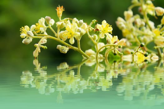 Spring blossoms background