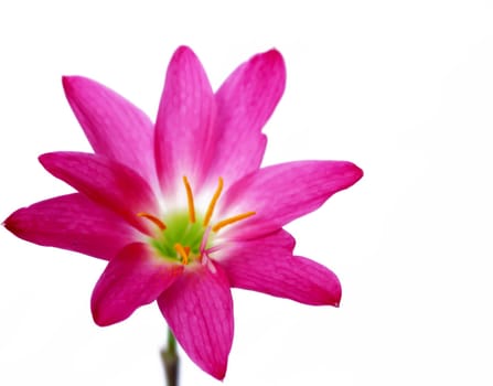 pink flower