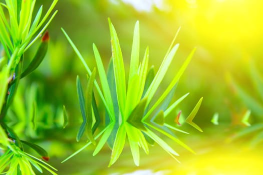 Green bud