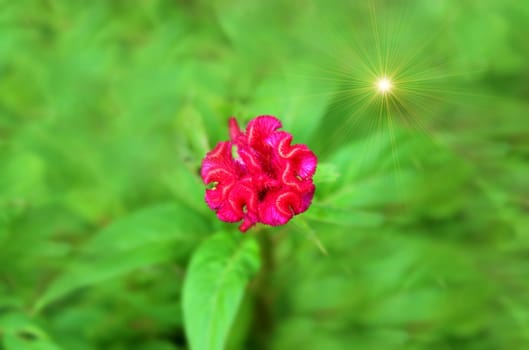 Colorful flower red