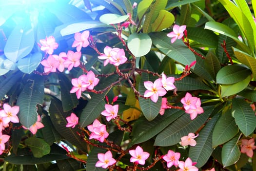 beautiful pink flowers in the garden