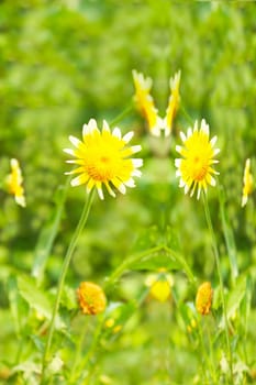 Beautiful yellow flower in field