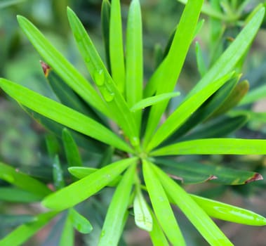Green bud