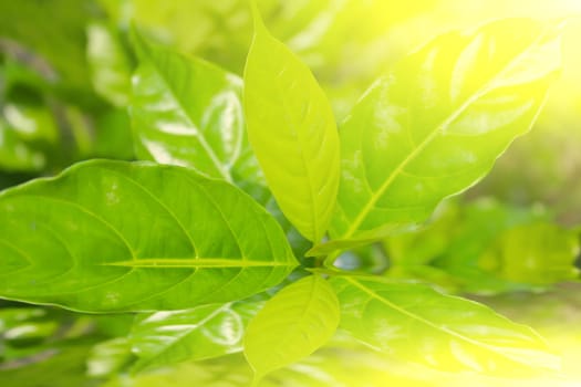 green germ  in a Sun Light Background
