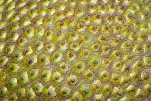Green jack fruit