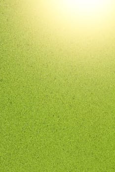 Duckweed background