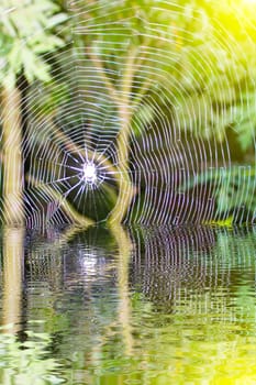 Spider