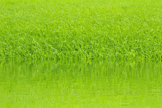 paddy rice in field