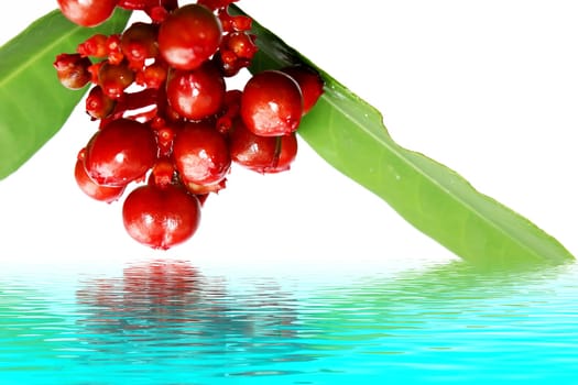 red wild fruit isolated on white