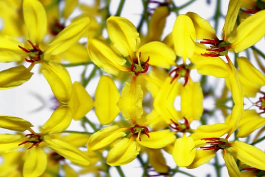 yellow flower