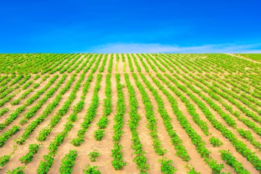 Peanuts fields